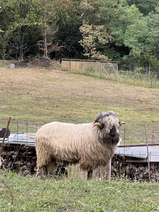 berbec bucalau in varsta de doi ani