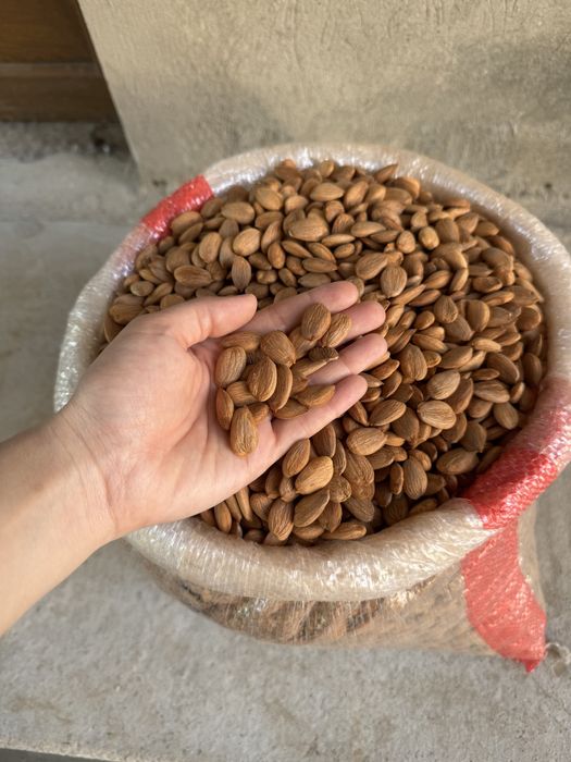 O'rik mag'zi абрикосовые косточки урючные косточки орехи