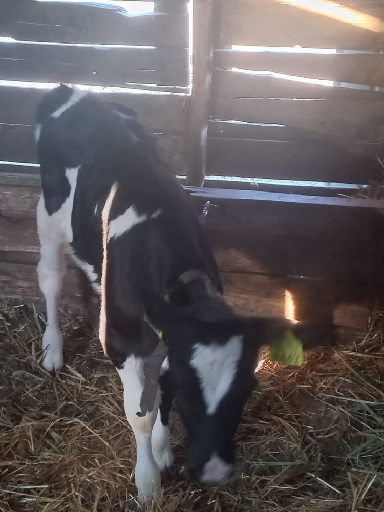 Vând vițea de 1 an și vițelucă de 1 lună