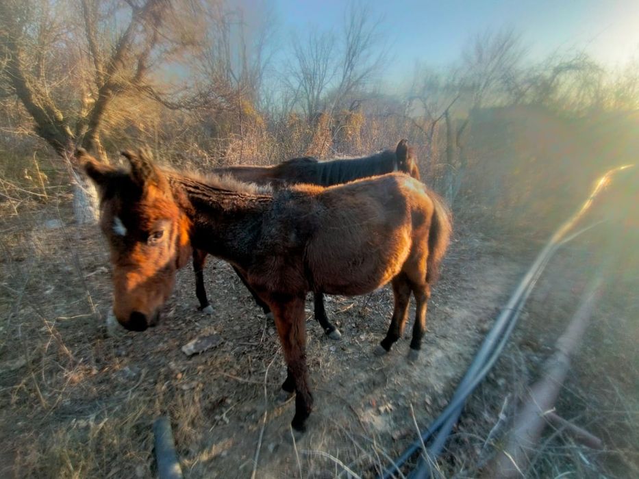 Ұрғашы жылқы 600к