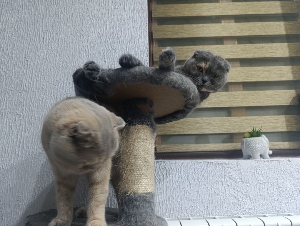 Шотландска клепоуха бритаска котка