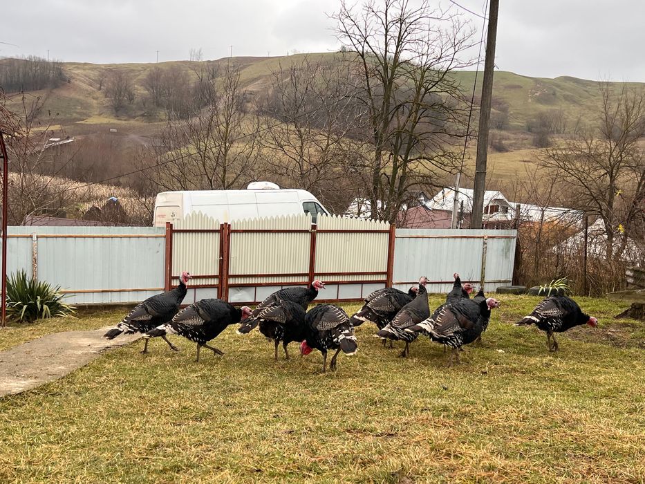 OFERTA!!! Curci de vânzare