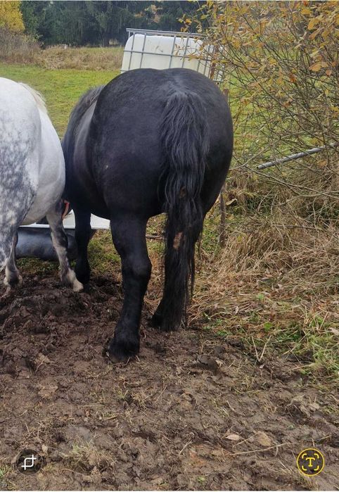 Iapa sange rece unguresc 5ani