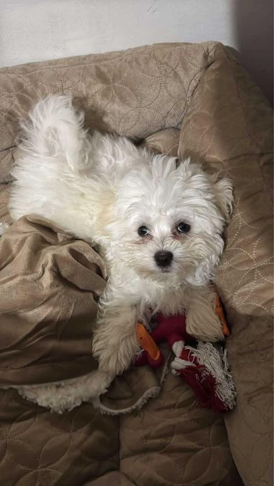 Vand Bichon Frise urgent