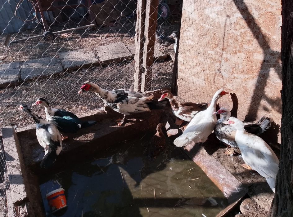 Vând rațe leșești