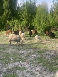 Продаем овец село Бахтыбай