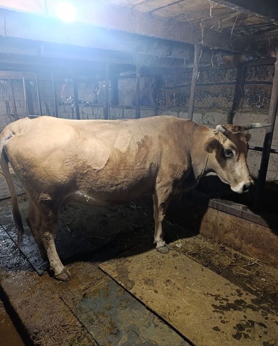 Корова молочного направления