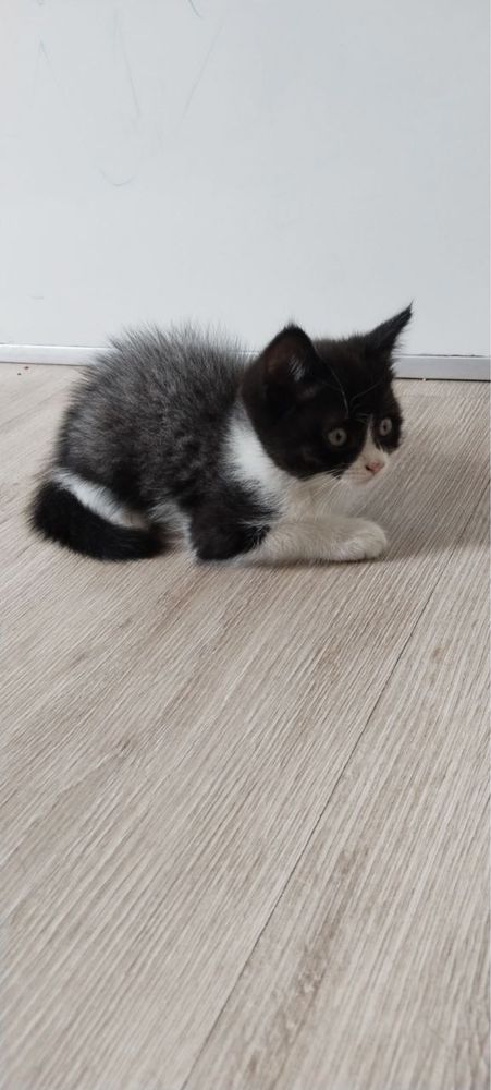 Damaahni mushuk bolasi toza onasini oʻzim boqaman onasini rasimiyam qy