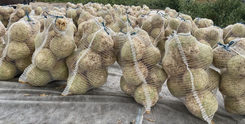 Telina de vanzare in cantitate mare