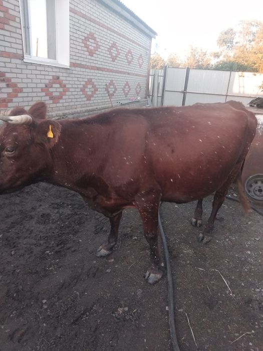 Продам корову дойную стельную