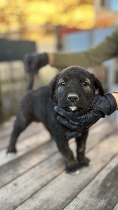 Подарявам кученца