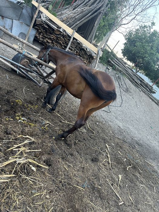 Mânza  are 1 an si 6 luni