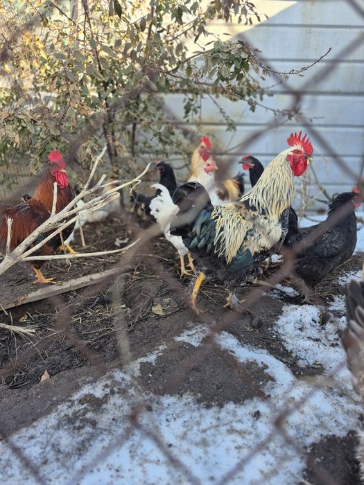 Продам петухов домашних