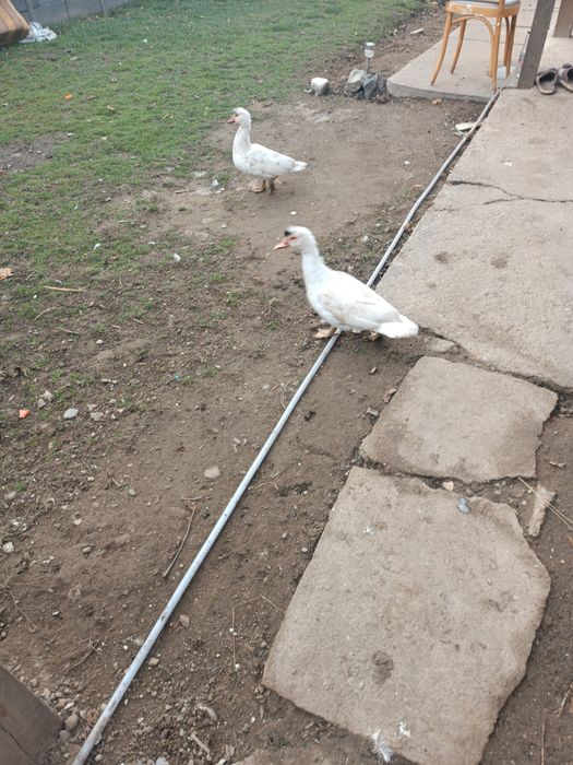 Vând rațe mute din anul asta