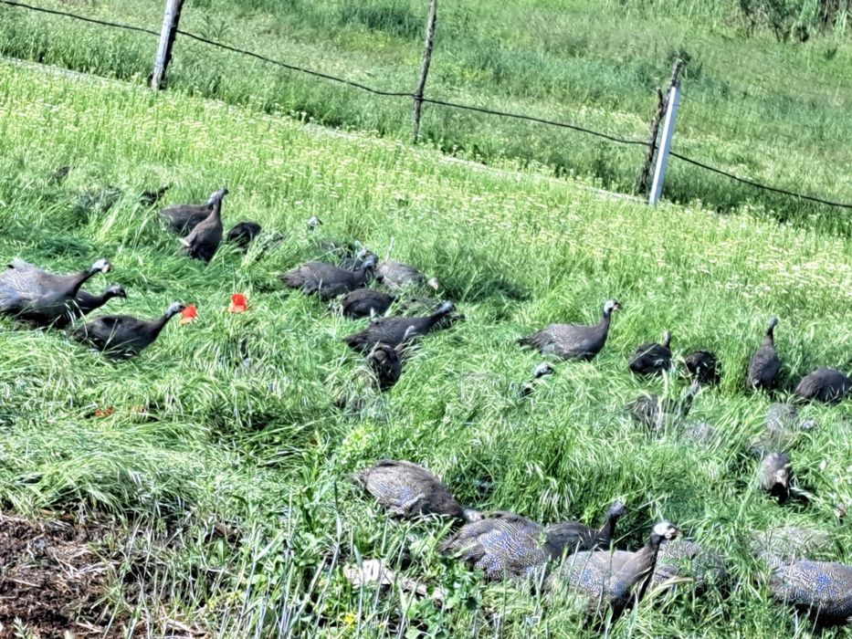rate românesti, boboci de gâșca, bibilici