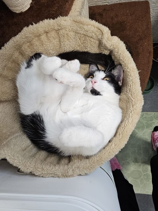 Pisica blândă cuminte