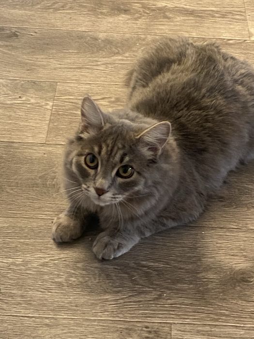 Красивый и умный кот