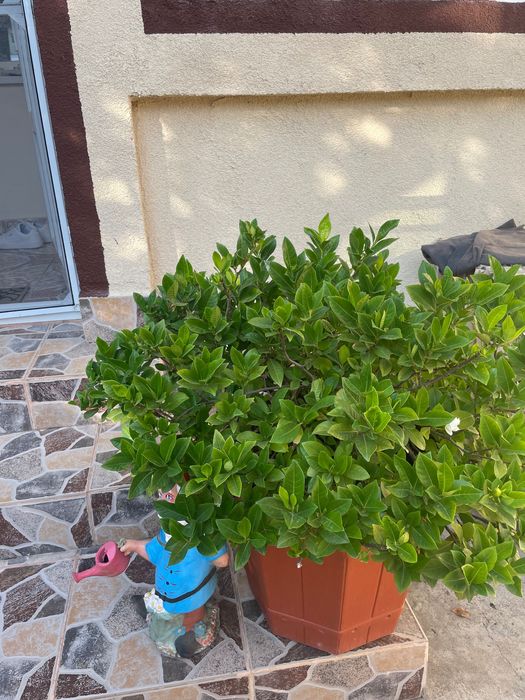 Flori de interior și exterior