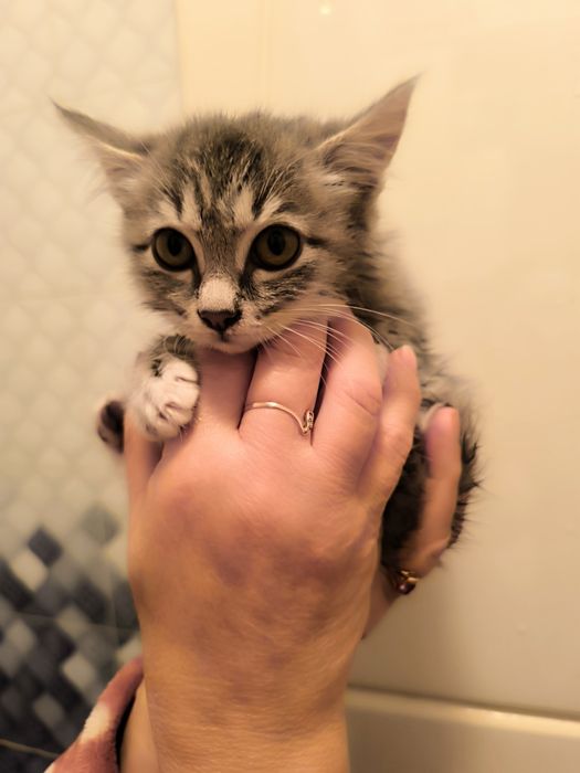 Отдам котенка бесплатно