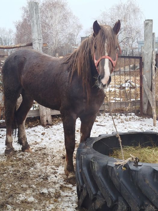 Жеребец на откорме 4 месяца