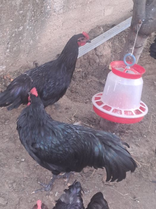 Cocosi si gaini Australorp.