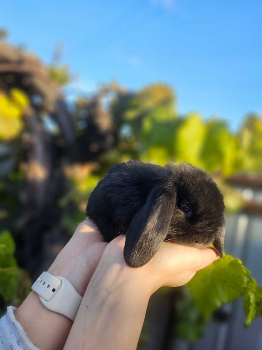 Vând iepurași Berbec German Uriaș și Berbec Pitic