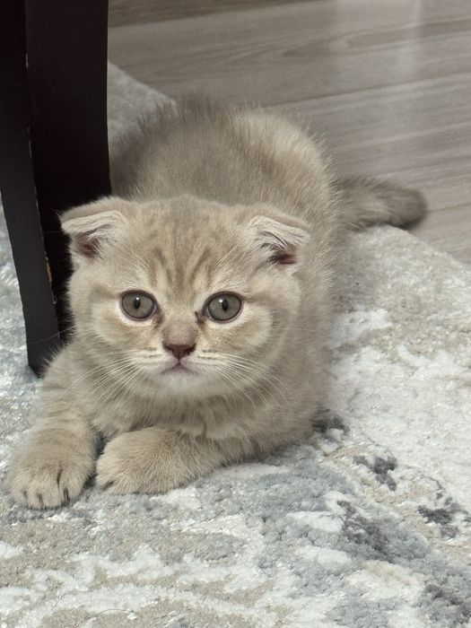 Котята британцы короткошерстные