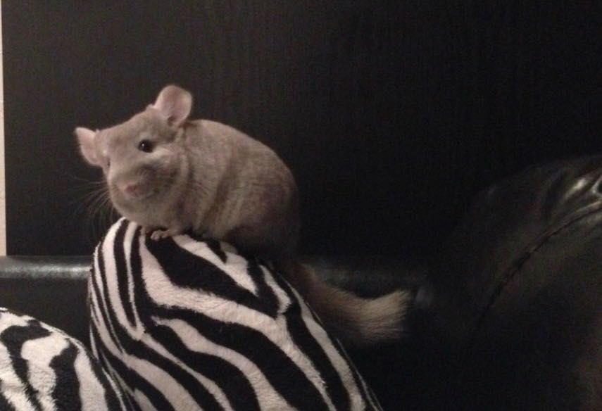 Мъжка чинчила на 8 месеца