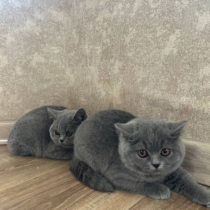 Британские котята