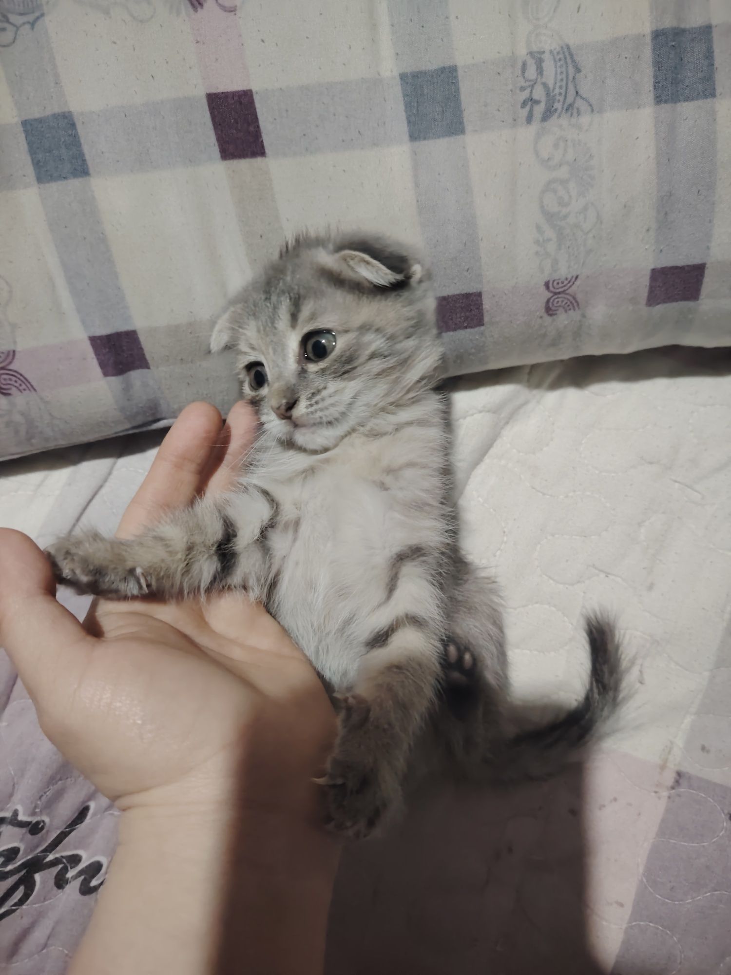 mushukchalar 2 oyli Scottish Fold