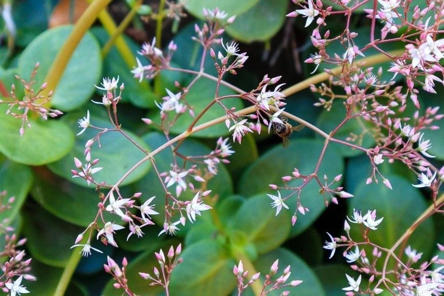 Продается фотоаппарат Canon EOS M50 объектив Canon 15-45mm STM