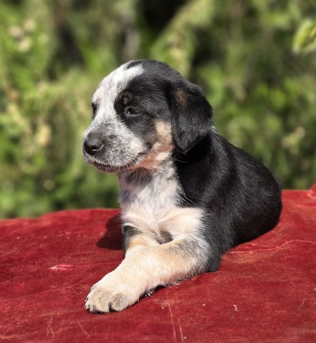 Срочно в доброе Руки! Метис сохотничным