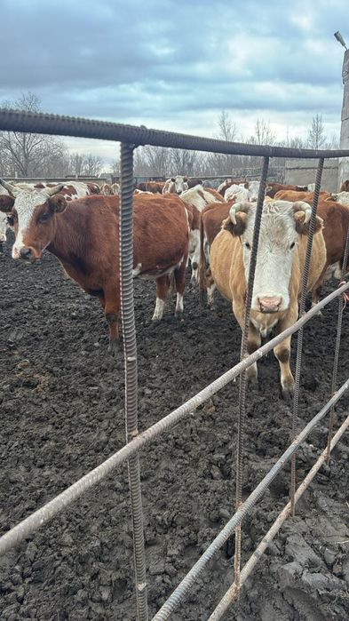 Продам 10 голов коров