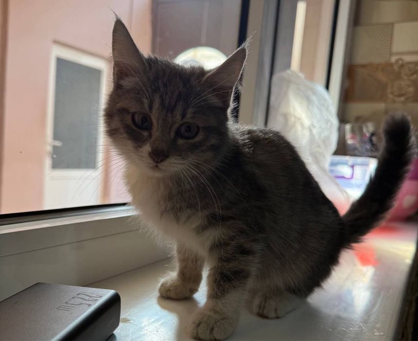 Отдам даром очень красивого котенка