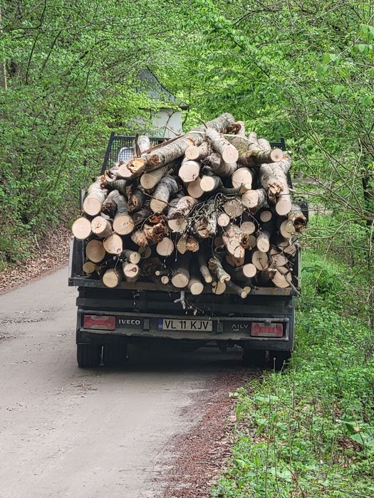 Vând lemne foc esență fag