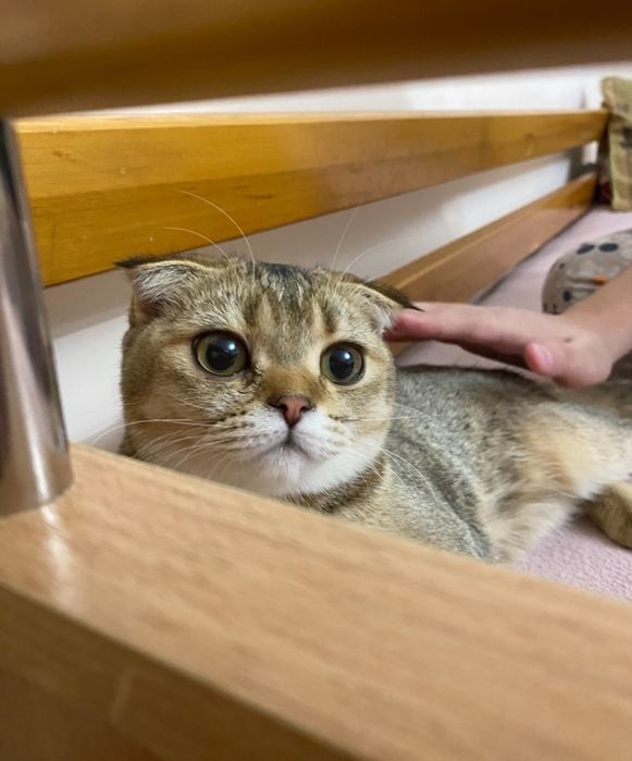 Продаётся чистокровный шотландский скоттиш-фолд