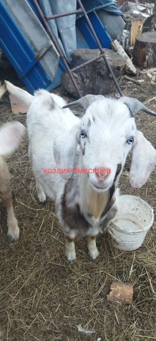 Продаются козлята