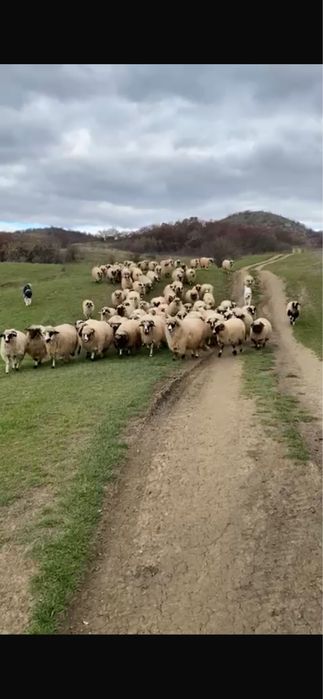 Vand 100 de oi tinere