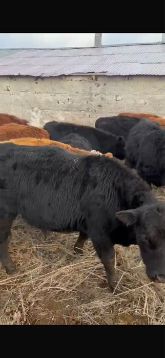 Бұқалар, быки ,  ангустар,акбастар