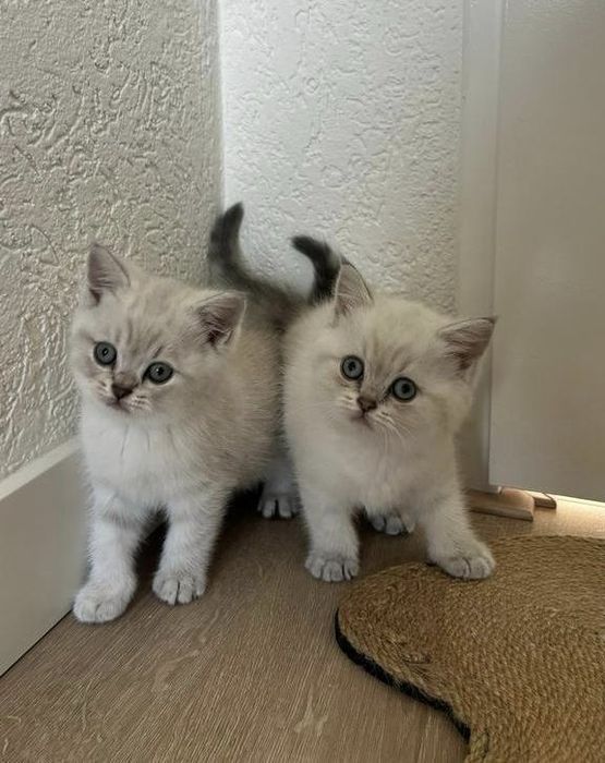 Британские котята