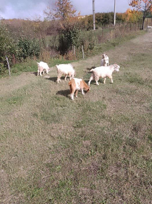 Vind Tapi , reproductie s-au sacrificare