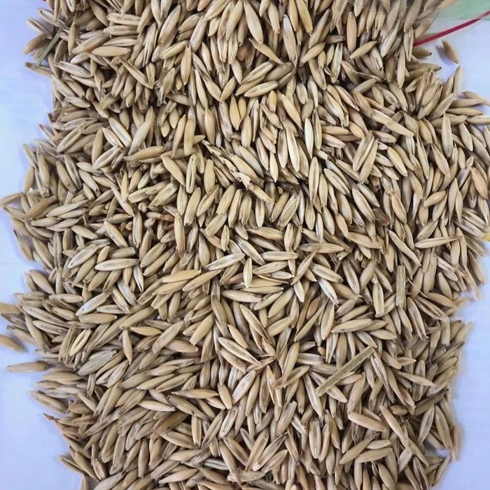Продам овес сулу по самой низкой цене
