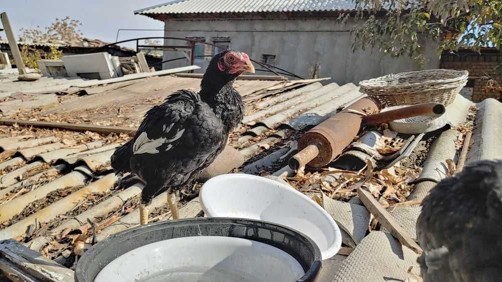 КО ШАМО японка хуроз жужалари сотилади