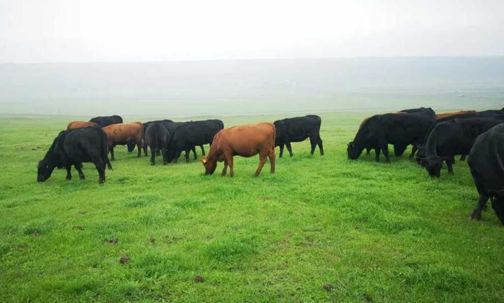 Fermă  Reproducție, rasa Aberdeen Angus vinde cu certificat de origine