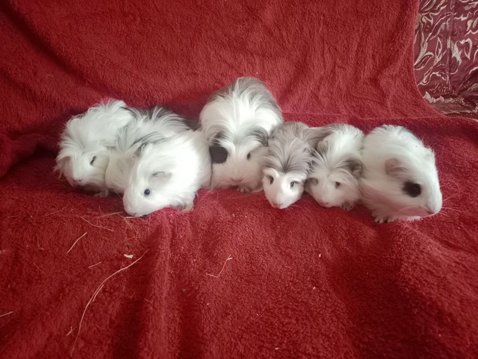 Продаются морские свинки