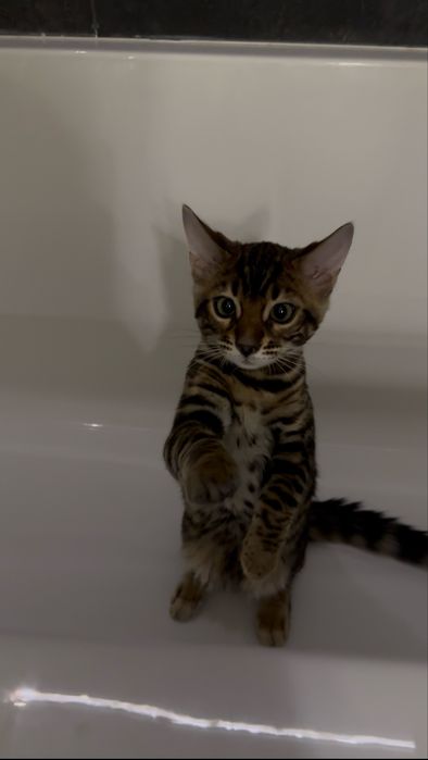 Бенгальский котёнок