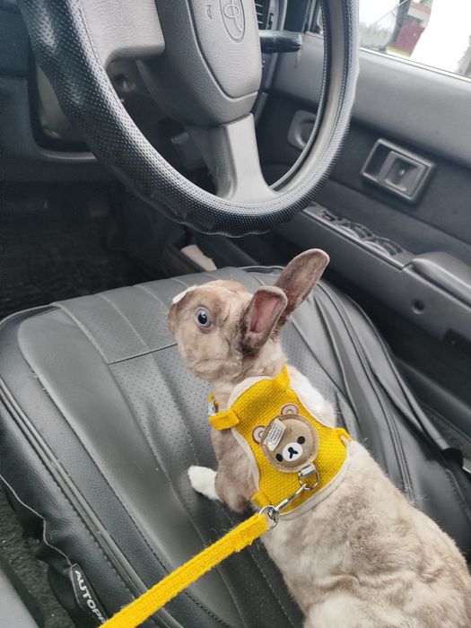 Ручной милый кролик