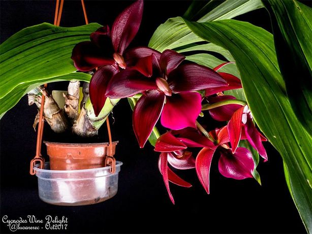 Коллекционые Азиатские орхидеи