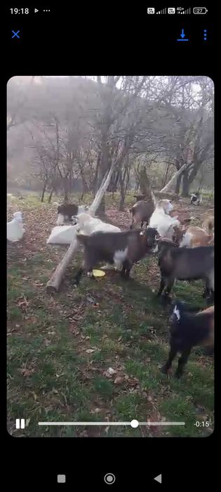 Capre tinere majoritatea la prima și a doua fatare.