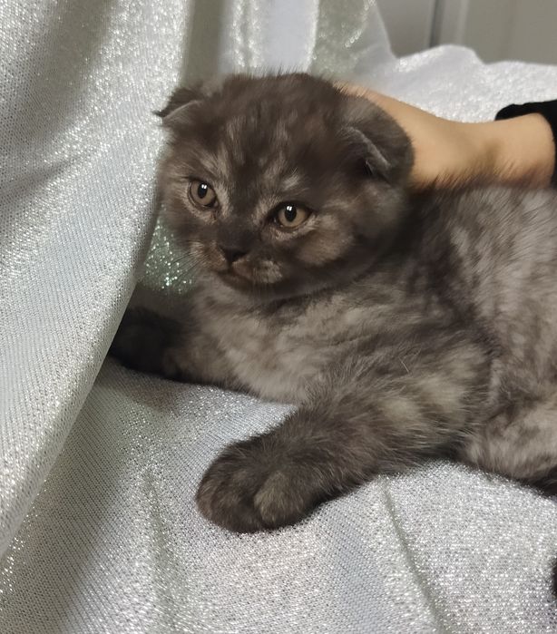 Породистый котенок.